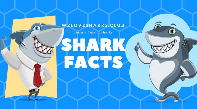 shark facts